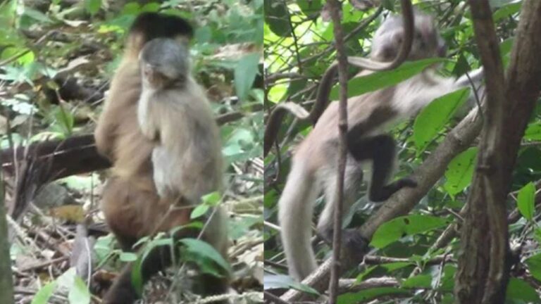 Macaco-prego sem cor é encontrado pela primeira vez no Ceará
