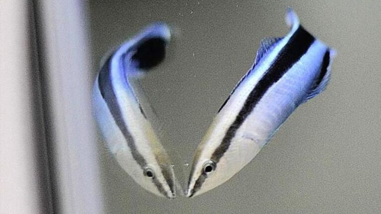 Estudo revela que peixe mostra inteligência típica de um mamífero