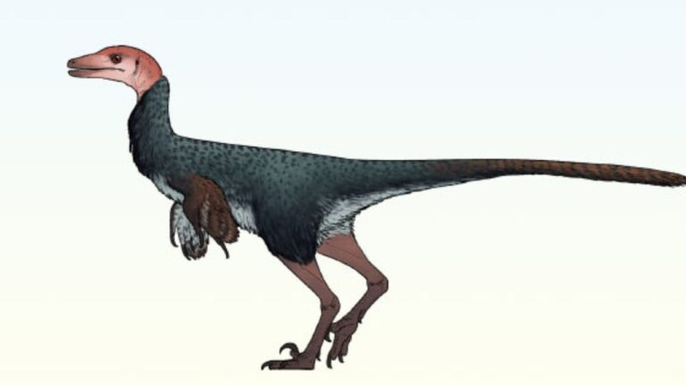 Dinossauro recém-descoberto usava cabeça para enfrentar rivais