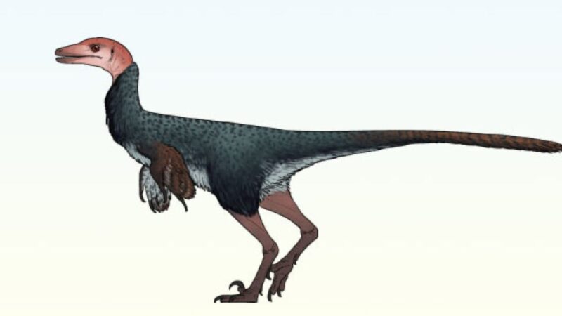 Dinossauro recém-descoberto usava cabeça para enfrentar rivais