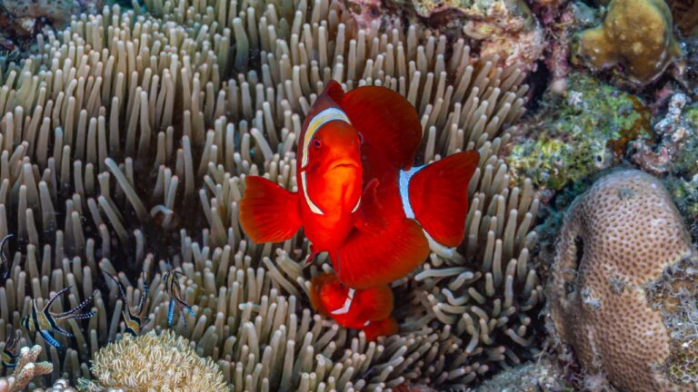 Estresse social faz peixe-palhaço perder listras brancas mais rápido