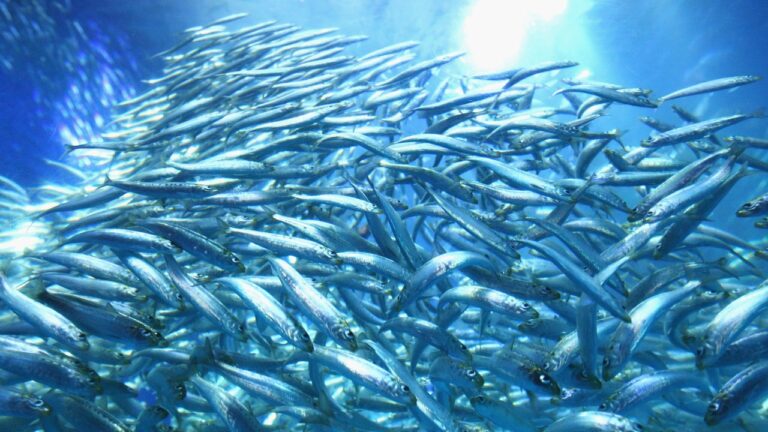 Aquecimento dos oceanos diminui quantidade de peixes, diz estudo