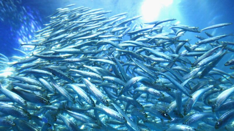 Aquecimento dos oceanos diminui quantidade de peixes, diz estudo