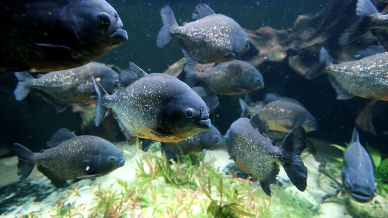 Mais de 40 pessoas ficam feridas após ataques de piranhas na Argentina