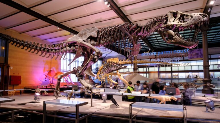 Estudo revela que o T-Rex corria como uma galinha gigante