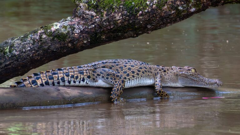 Estudo de DNA revela que crocodilos cruzaram o oceano até ilhas da África