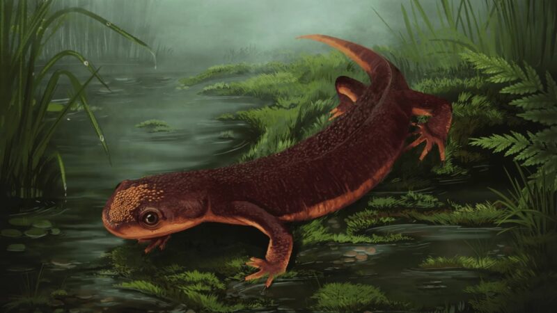 Nova espécie de anfíbio do Período Jurássico é descoberta em Portugal