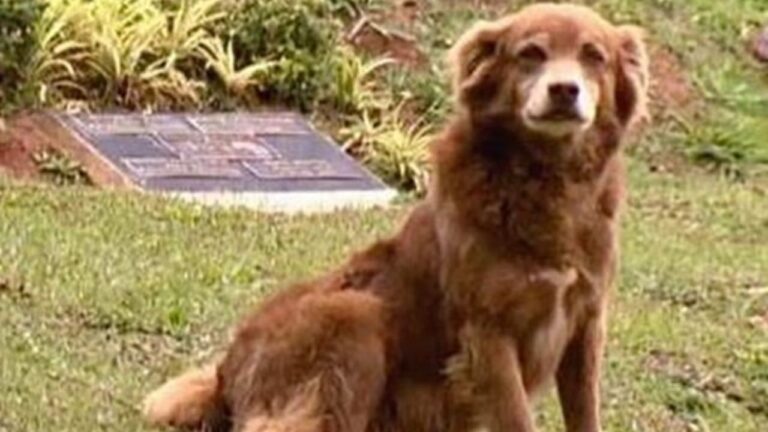 São Paulo nomeia lei em homenagem a cachorro que ficava ao lado do túmulo da dona há 10 anos