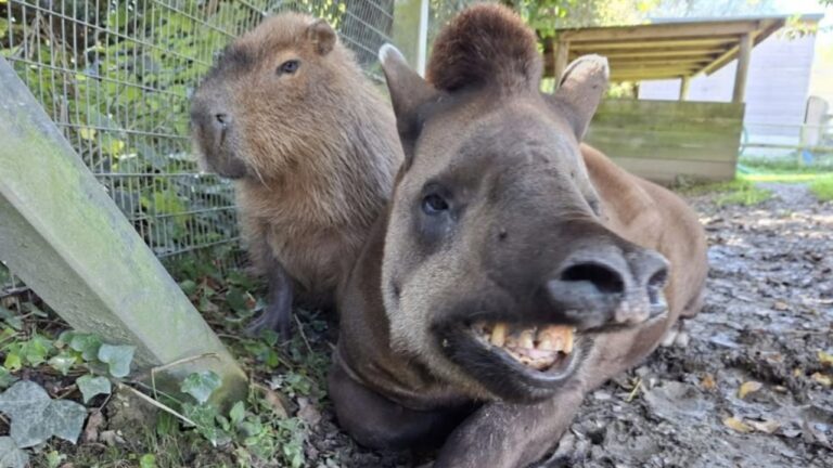 Inseparáveis até a morte: capivara e anta brasileira são sacrificadas em zoológico na Inglaterra