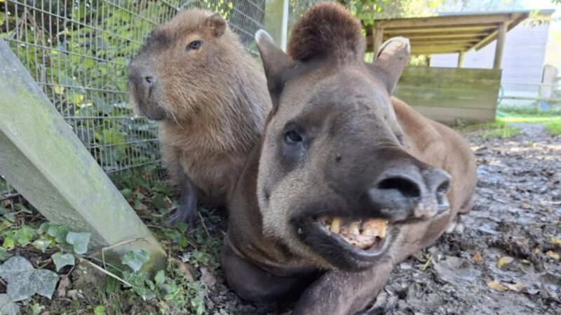 Inseparáveis até a morte: capivara e anta brasileira são sacrificadas em zoológico na Inglaterra