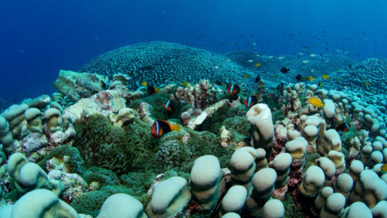 A maior colônia de corais do mundo é achada na Austrália