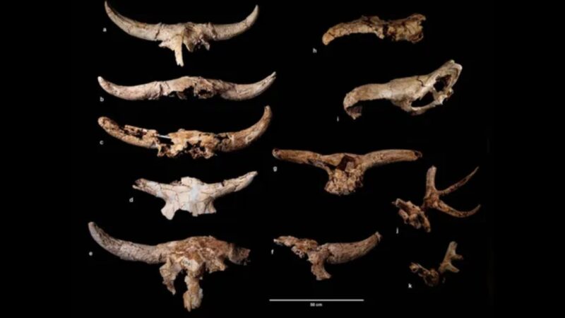 Neandertais guardaram crânios de animais em caverna há 43.000 anos