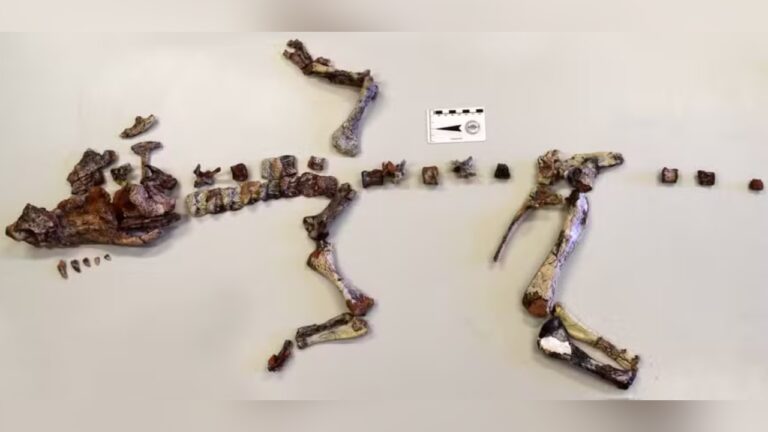 Fóssil brasileiro pode reescrever o que se sabe sobre a evolução dos crocodilos