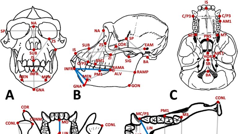 Queixo humano pode ter surgido por um acidente evolutivo
