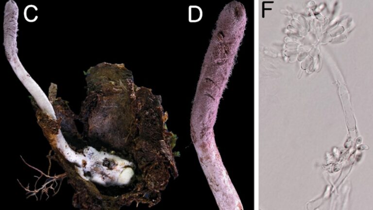 Novo ‘fungo zumbi’ é descoberto na Mata Atlântica e ganha destaque mundial
