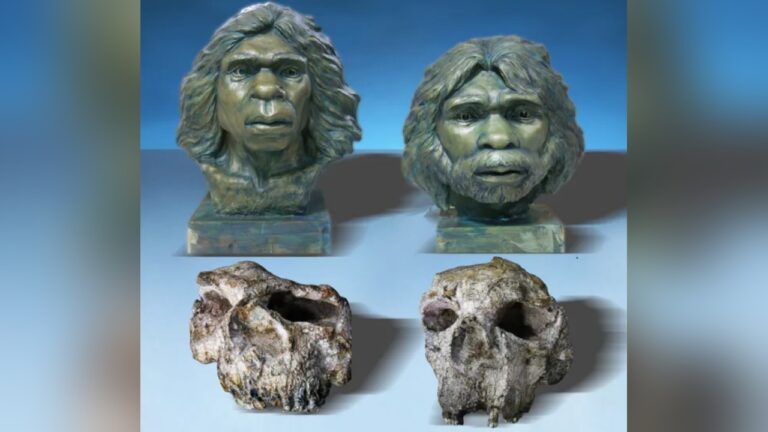 Crânios de Homo erectus encontrados na China reescrevem história humana no Leste Asiático
