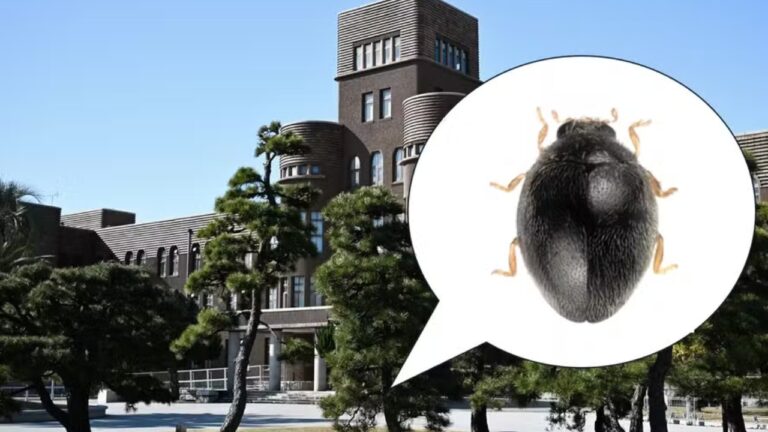 Nova espécie de joaninha minúscula é descoberta em universidade no Japão