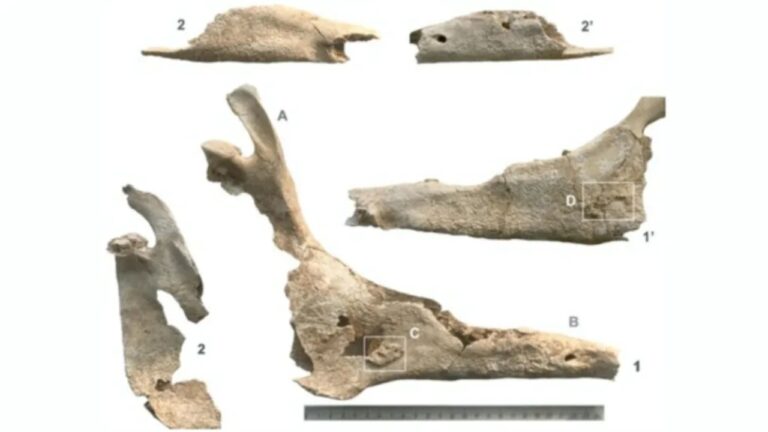 Pesquisadores identificam a mula mais antiga conhecida da Europa, na Espanha