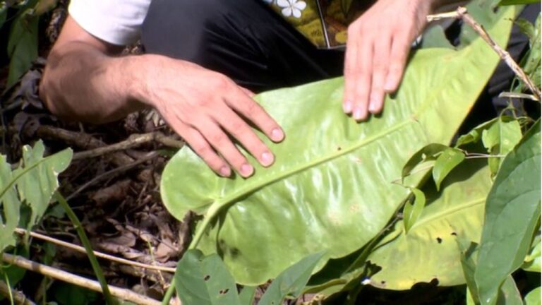 Nova espécie de planta é descoberta no Espírito Santo