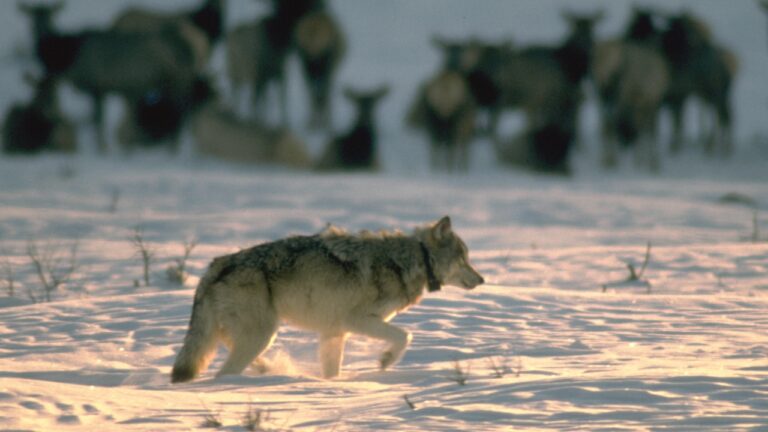 Morte ilegal de loba em Yellowstone aciona alerta de caça furtiva