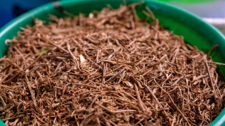 Por que uso da planta ashwagandha está sendo motivo de debate na Europa?