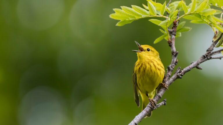 Aves fêmeas aprendem a cantar quando ajudadas por filhotes