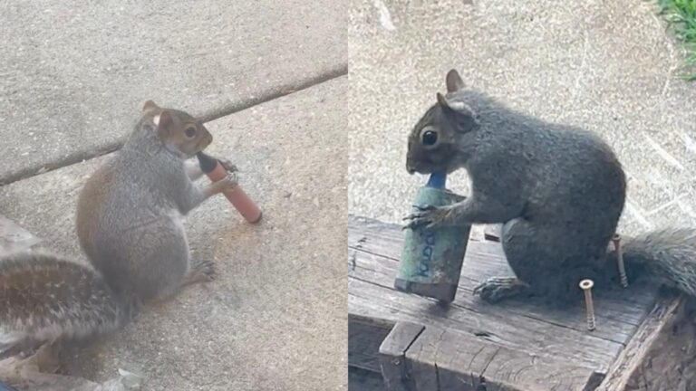 Esquilos estão confundindo cigarro eletrônico com comida