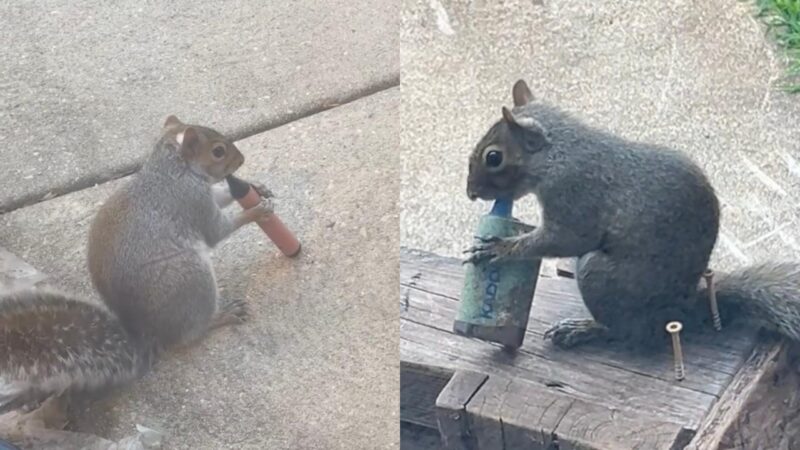 Esquilos estão confundindo cigarro eletrônico com comida