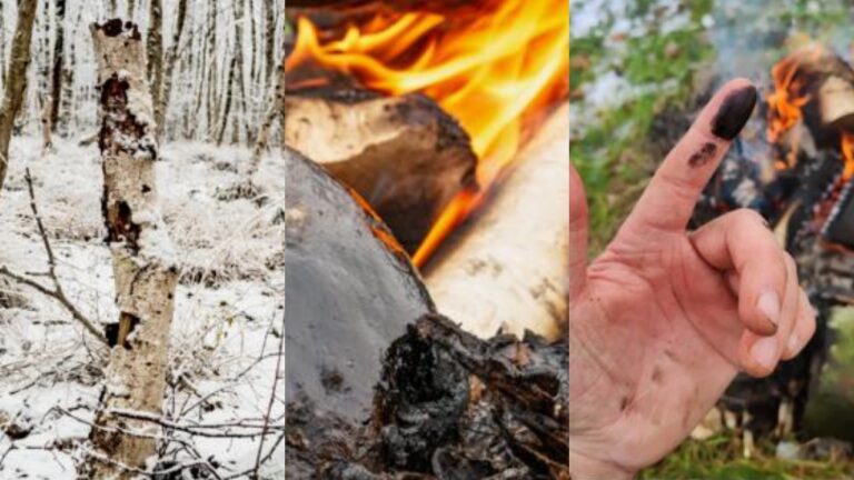 Neandertais usavam substância natural como antibiótico contra infecções