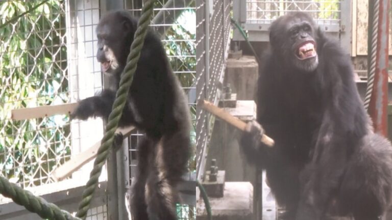 Chimpanzé exibe capacidade de ‘cantar e tocar’ em novo estudo