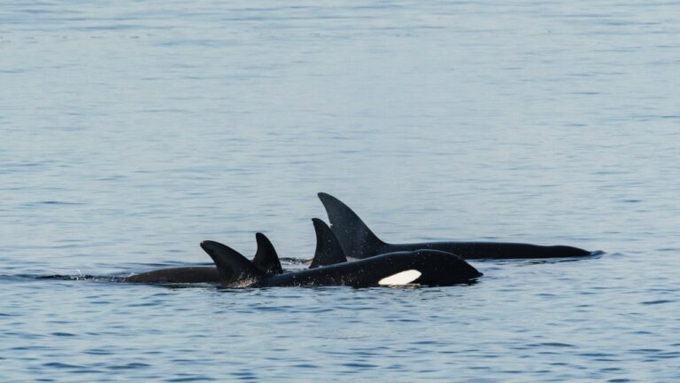 Barbatanas com marcas de dentes indicam canibalismo entre orcas