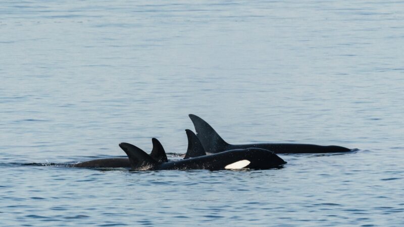 Barbatanas com marcas de dentes indicam canibalismo entre orcas