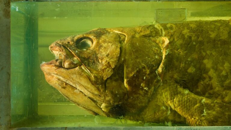 Entenda como peixe ancestral ouvia os sons do mar com o pulmão