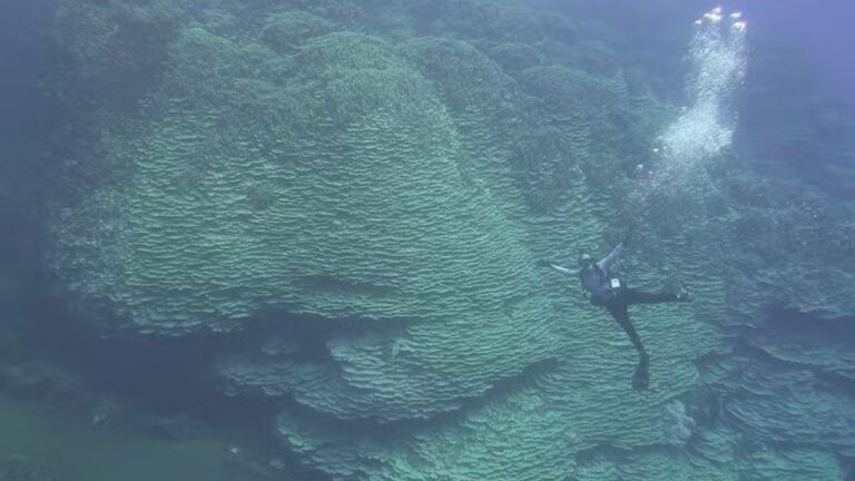 Cientistas revelam animal gigante da Fossa das Marianas que viu Jesus nascer