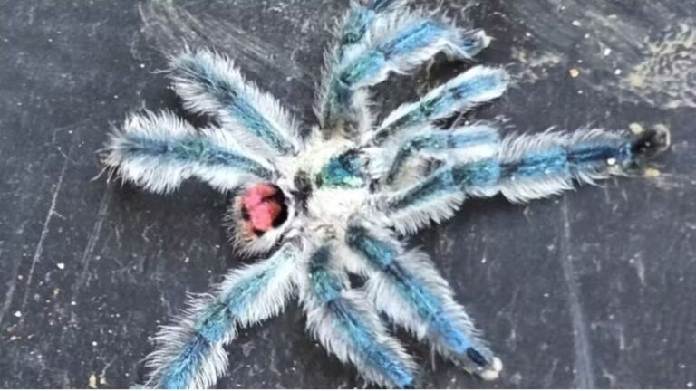 Aranhas brasileiras entram na mira do tráfico de animais exóticos