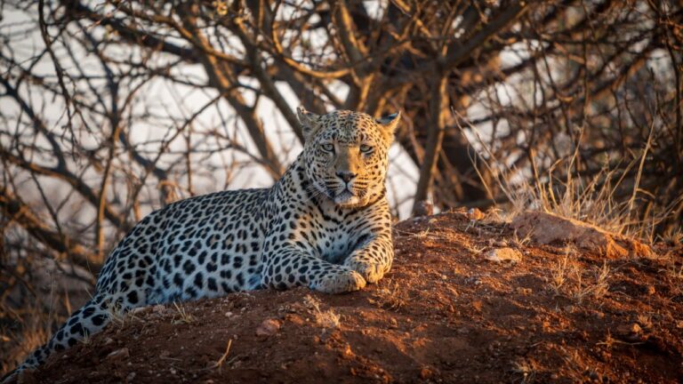 Leopardos do Cabo evoluíram de modo a se tornarem geneticamente distintos