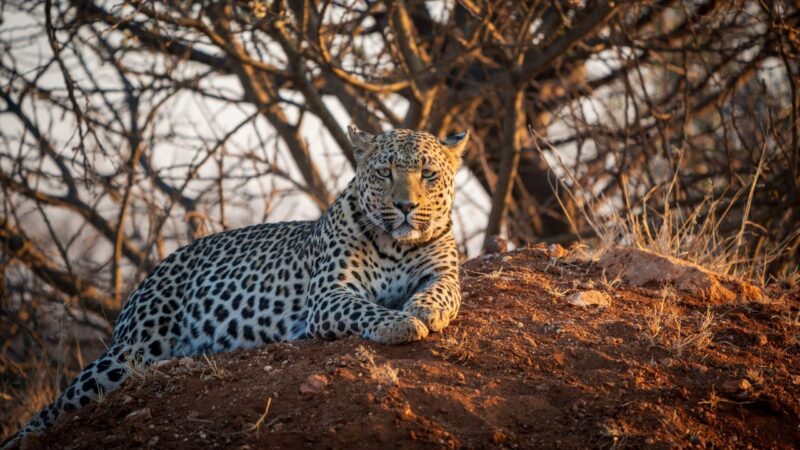 Leopardos do Cabo evoluíram de modo a se tornarem geneticamente distintos