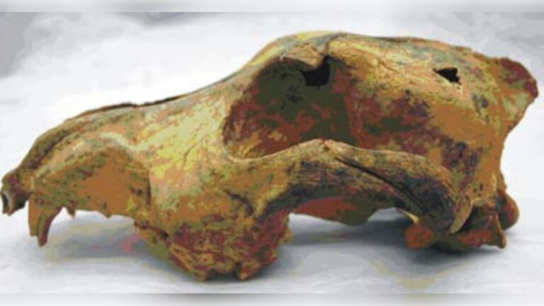 Este crânio pertenceu a um cão que viveu há 33 mil anos