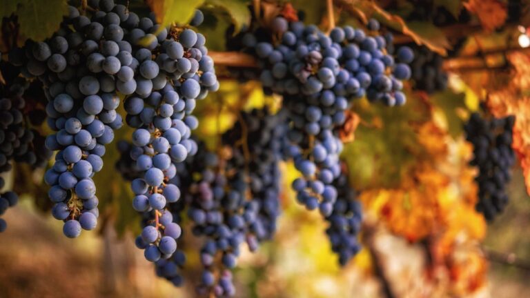 Estudo aponta que uvas para vinho pinot noir são cultivadas desde a Idade Média