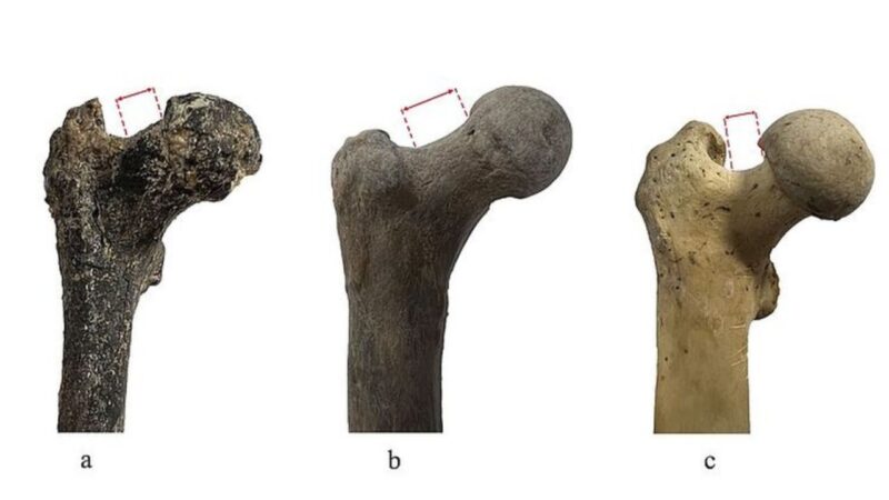 Fóssil encontrado sugere que humanidade não surgiu na África