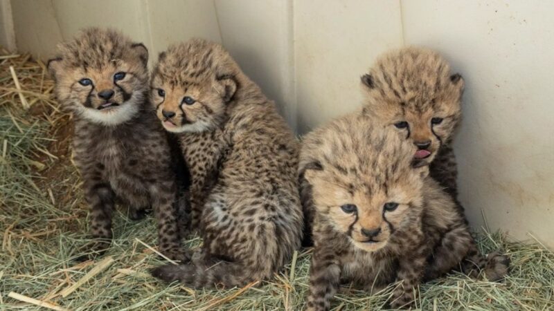 Após 6 anos, raros filhotes de chita nascem em zoológico nos EUA