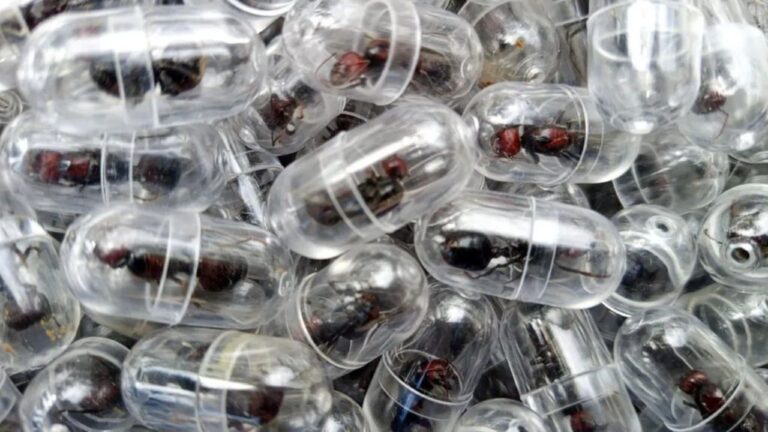 Chinês é preso ao tentar contrabandear mais de 2.000 formigas