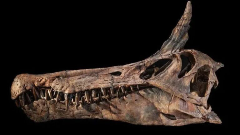 Garça infernal: descoberta reacende debate sobre dinossauros