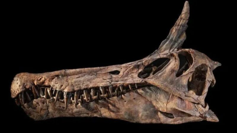 Garça infernal: descoberta reacende debate sobre dinossauros
