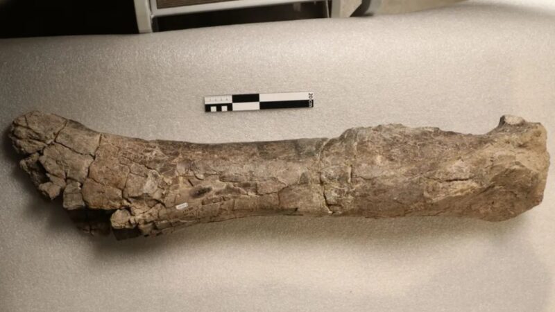 Fóssil de 74 milhões de anos pode ser de um ancestral do T-Rex