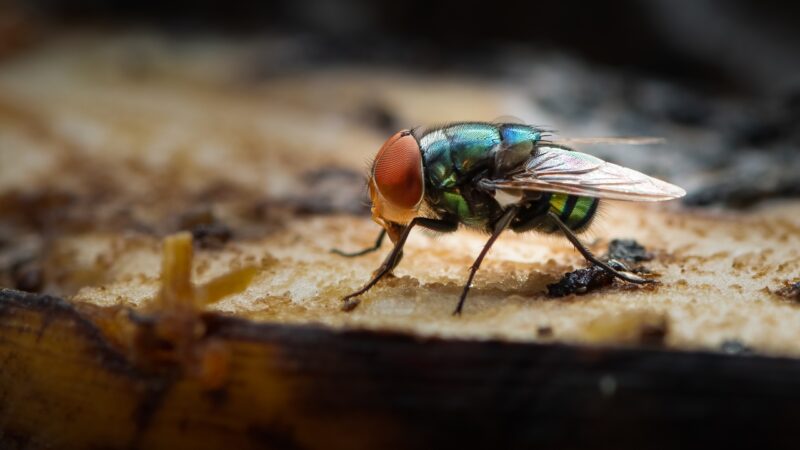 Moscas da Amazônia podem desaparecer antes mesmo de serem descritas