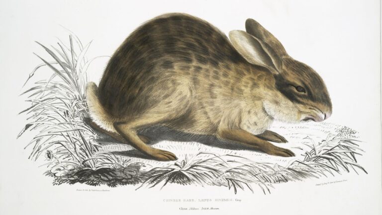 Lebre quase extinta é vista pela primeira vez em 40 anos — mas estava morta
