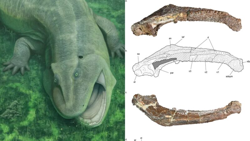Fóssil pré-histórico com mandíbula torta é descoberto no Brasil