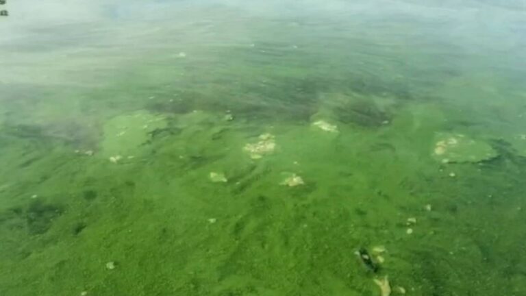 Por que a água do Rio Tietê está ficando verde?
