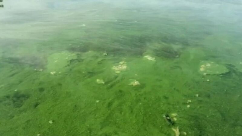 Por que a água do Rio Tietê está ficando verde?
